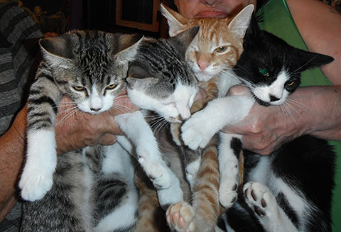 4 KITTENS