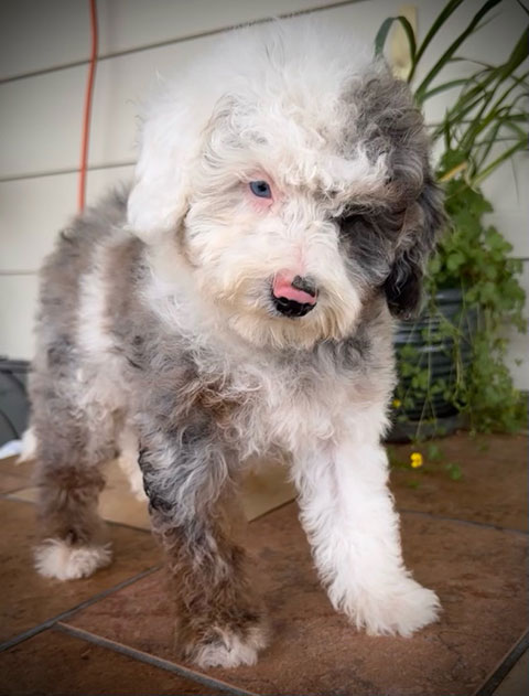 TOY MINIATURE LABRADOODLE PUPPIES
