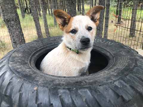 HEELER PUPPIES