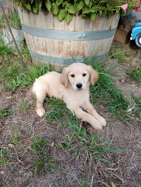 GOLDEN RETRIEVER PUPPIES