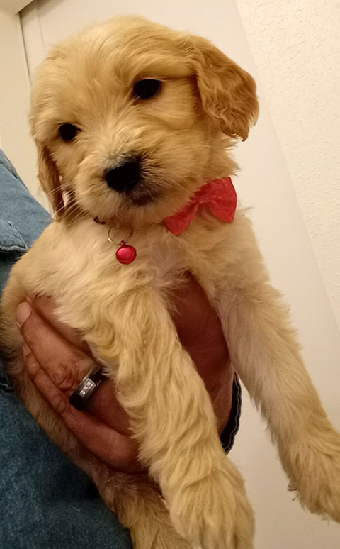GOLDENDOODLE PUPPIES