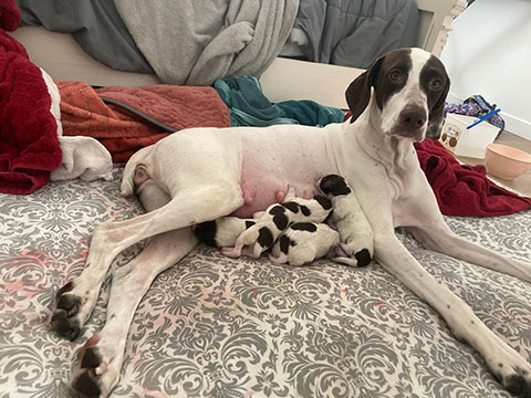 GERMAN SHORTHAIR PUPPIES