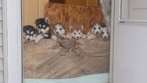 HUSKY/ MALAMUTE MIX PUPPIES