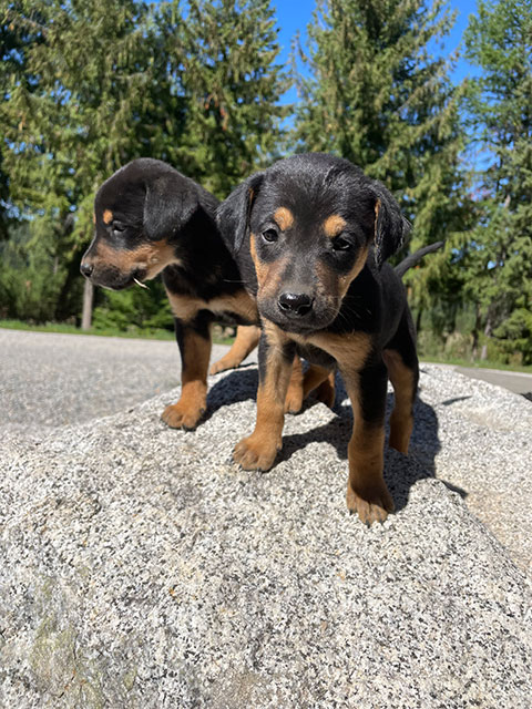 VIZSLA/ BLACK LAB/ GERMAN SHEPHERDS