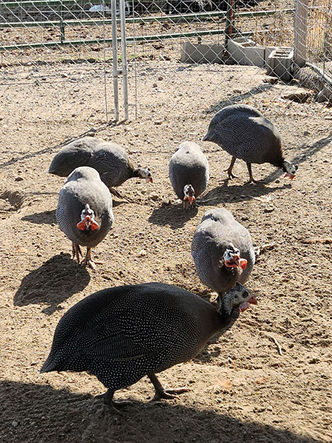 8 YOUNG GUINEA HENS
