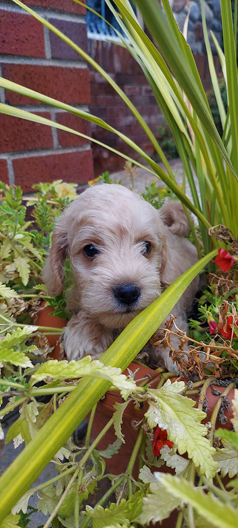 SCHNOODLE PUPPIES