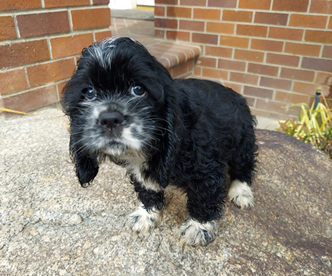 COCKER SPANIEL AKC PUPPIES