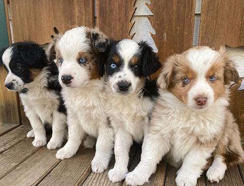 TOY AUSSIE PUPPIES