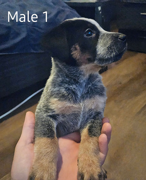 FOUR FEMALE, TWO MALE BLUEWEILER