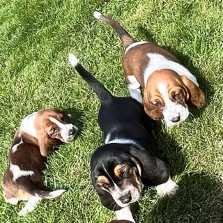CKC REGISTERED PUREBRED BASSET HOUND PUPPIES