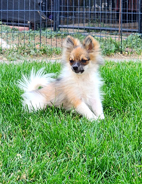 CKC MALE POMERANIANS
