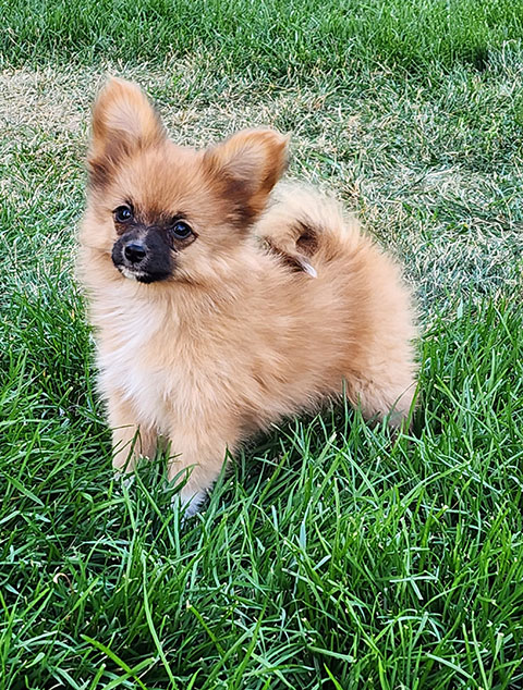 PAPERANIANS (PAPILLON x POMERANIAN)
