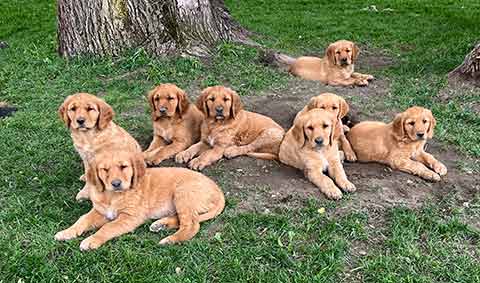 PUREBRED GOLDEN RETRIEVER PUPPIES
