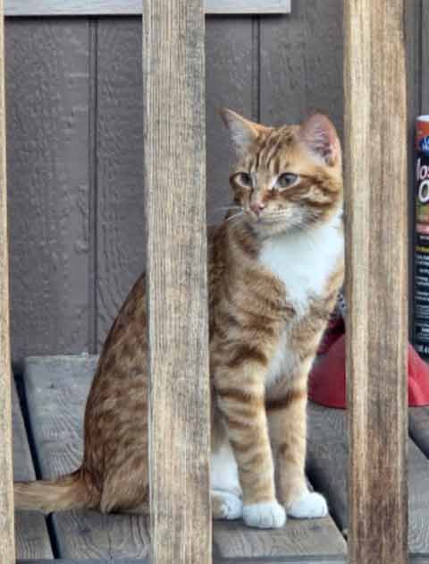 LOST CAT, HE IS CHIPPED! REWARD!