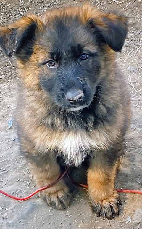 RED SABLE GERMAN SHEPHERD PUPPIES