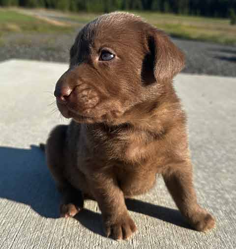 AKC REGISTERED LABRADOR RETREIVER PUPPIES