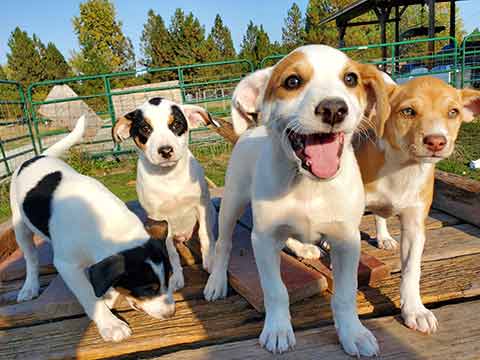 JACK RUSSELL/ RAT TERRIER/ PITBULL CROSS PUPPIES