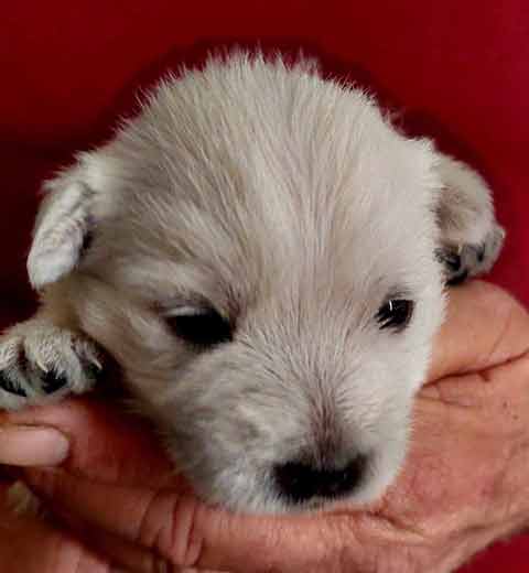 AKC WEST HIGHLAND WHITE TERRIER