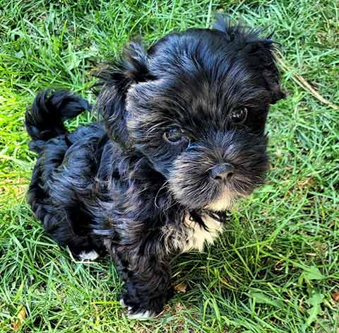 ADORABLE BLACK & WHITE MORKIE