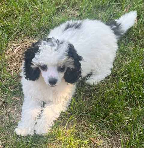 MINI POODLE