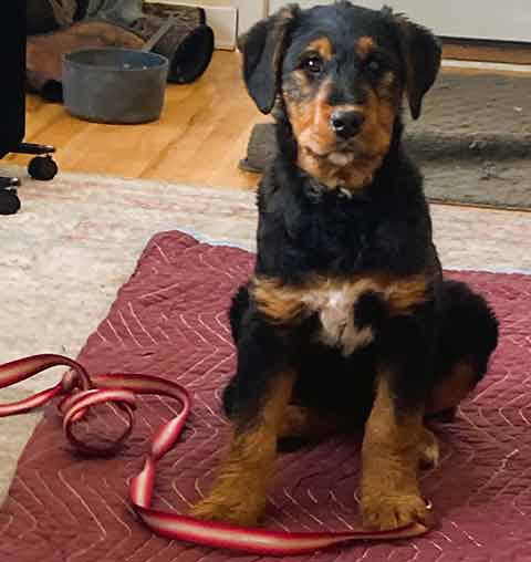 BERNEDALE (BERNESE MOUNTAIN DOG/ AIREDALE) PUPPIES