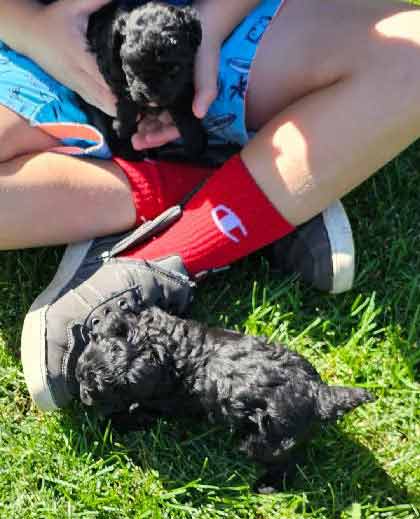 TOY POODLE PUPPIES