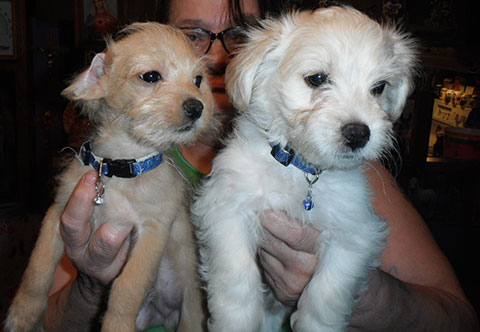 TWO YORKIE POO PUPPIES