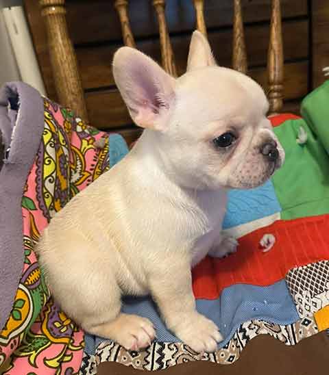 AKC FRENCH BULLDOG PUPPIES