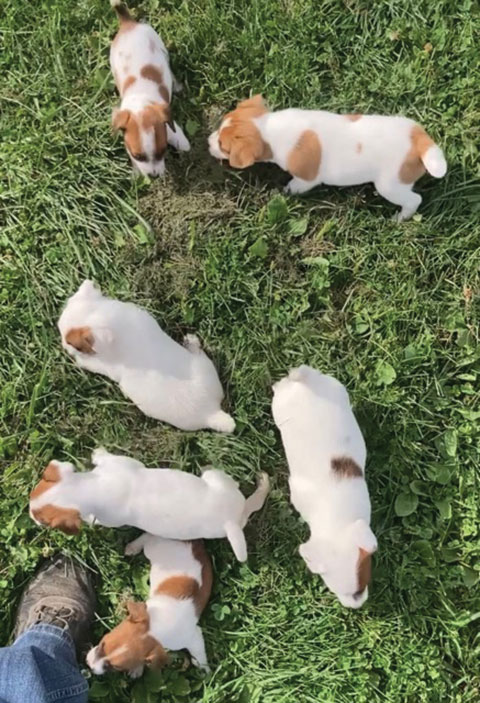 JACK RUSSELL PUPPIES