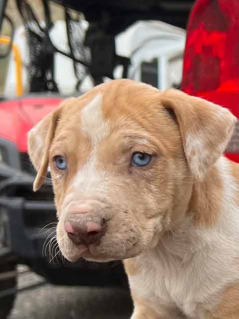 NEW LITTER: LOUISIANA CATAHOULAS