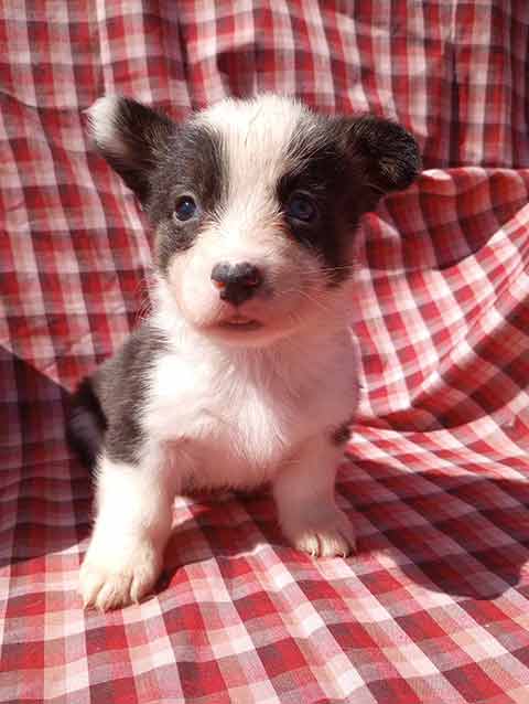 CORGI PUPPIES