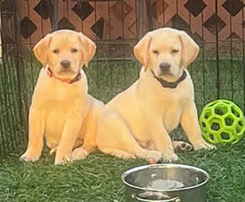 ENJOY THIS FALL WITH A BEAUTIFUL AKC. REG. LAB PUPPY
