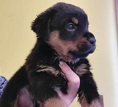 PUREBRED ROTTWEILER PUPPIES 
