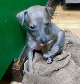 AKC ITALIAN GREYHOUND PUPPIES