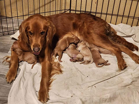 AKC REG. GOLDEN RETRIEVER PUPPIES