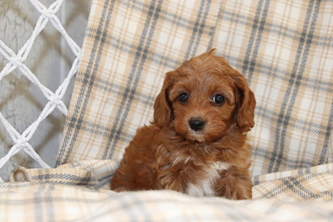 CAVAPOO PUPPIES AVAILABLE