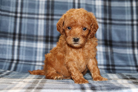 MINI LABRADOODLE PUPPIES