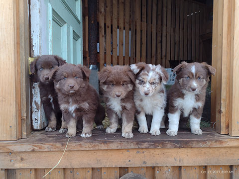 RED-TRI BORDER COLLIE AUSSIE PUPPIES