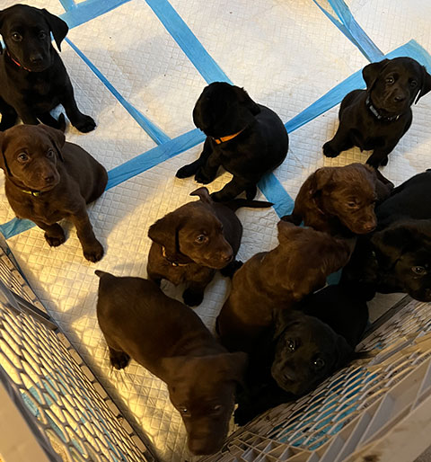 SIX LABRADOR PUPPIES 