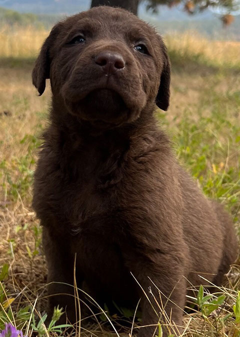 CHESAPEAKE BAY RETRIEVER PUPPIES