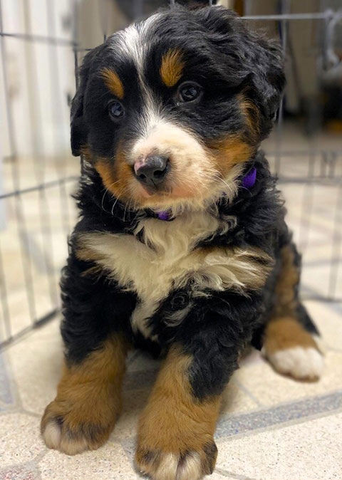 CHRISTMAS PUPPIES! BERNESE MOUNTAIN DOG PUPPIES CHRISTMAS PUPPIES! BERNESE MOUNTAIN DOG PUPPIES