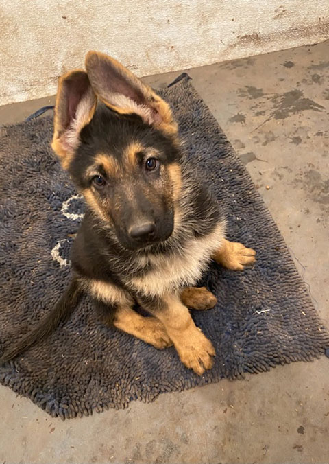 PUREBRED GERMAN SHEPHERD PUPPIES