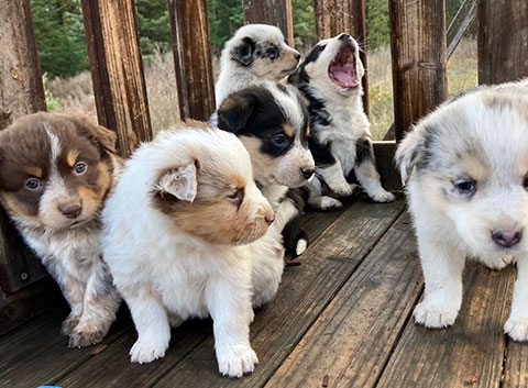 AUSTRALIAN SHEPHERD 3/4 & 1/4 BLUE HEELER