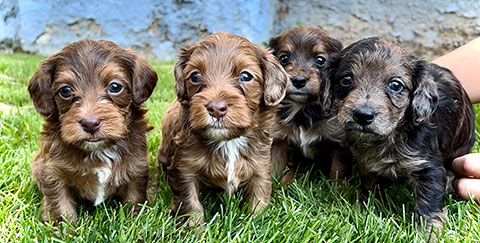 MAZIEPOOS: COCKAPOO/ YORKIEPOO MIX PUPPIES MAZIEPOOS: COCKAPOO/ YORKIEPOO MIX PUPPIES