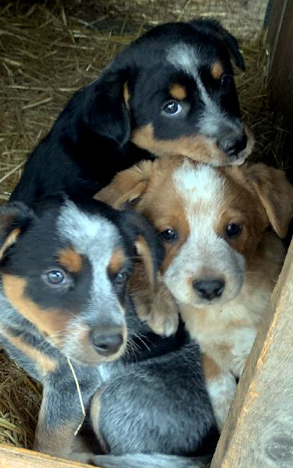AUSSIE/ HEELER PUPPIES