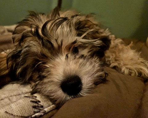 MALTIPOO PUPPIES