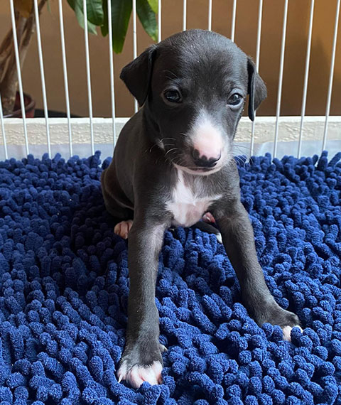AKC ITALIAN GREYHOUND PUPPIES AKC ITALIAN GREYHOUND PUPPIES