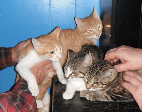 BOX TRAINED KITTENS