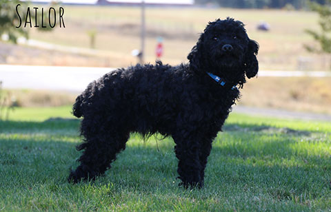 MINI POODLE MALE