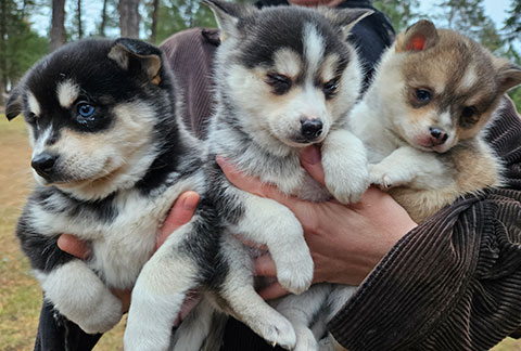 POMSKY KLEE KAI PUPPIES!